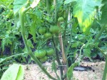 jardin3.jpg