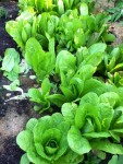 De belles salades