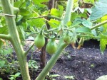 tomates cerises en forme de poires?