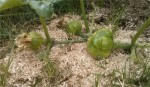 plantsains.jpg