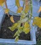 tomate cerise 1.JPG