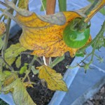 tomate cerise 2.JPG