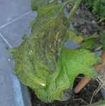 tomate cerise 3.JPG