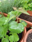1ere plante/arbre