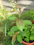 2e Plante/arbre