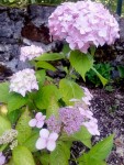 hydrangea2.jpg