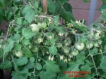 GARTENPERLE.jpg