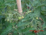 BASTER’S EARLY BUSH.jpg
