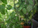 SPIRIDONOVSKIE 30 JUIN 14.jpg