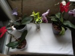 Mes 1er orchidées il y a 1 an déja