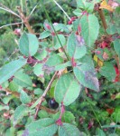 Fuschia.jpg