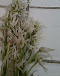 Fleurs blanches 2.jpg