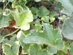 rsz_img_0405.jpg