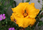IMG_1911 - Copie.JPG