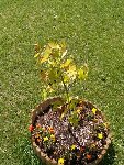 A80814 Arbre1_480x600.JPG