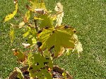 A80814 Arbre2_640x480.JPG