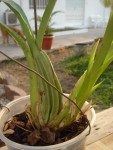 La 2ème. (donnée comme Zygopetalum)