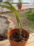 DSC03737 - Copie.JPG