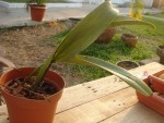 La 1ère. (donnée comme Cattleya)