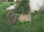 SDC13105.JPG