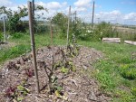 à droite c'était les aubergines et à gauche les betteraves.jpg