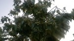 2014-06-12-711.jpg