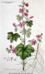 Malva sylvestris.jpg