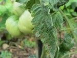 TOMATE3.jpg