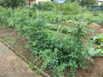 TOMATE CERISE.jpg