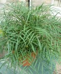 Mahonia Soft Caress.jpg