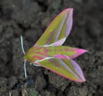 DSC_7025.JPG