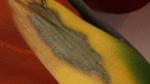 20140710_141941.gif