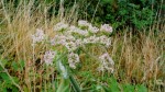 E Jeunes fleurs , rosees.JPG