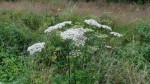 G Berce en fleur Juillet.JPG