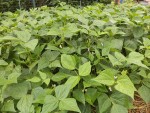 les plants de haricots vert