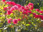 DSCN5675.JPG