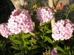 DSCN5689.JPG