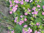 DSCN5699.JPG