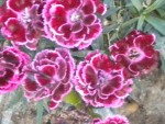 DSCN5706.JPG