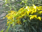 DSCN5703.JPG