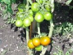grappes de &quot;mrs kennedy&quot; !