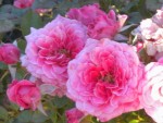 DSCN5707.JPG