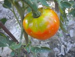 DSCN5708.JPG