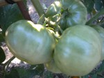 DSCN5709.JPG