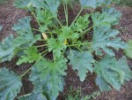 Au passage,les photos des plants de courgettes cultivées sur paillis de thuyas complété avec du foin.