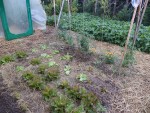 Première parcelle de 60m2 du potager avec les deux serre de 6m2.