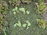 les salades après paillage