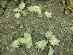 Les salades après paillage