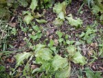 Les 4 salades repiqués au milieux des herbes