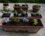sedum patiences.jpg